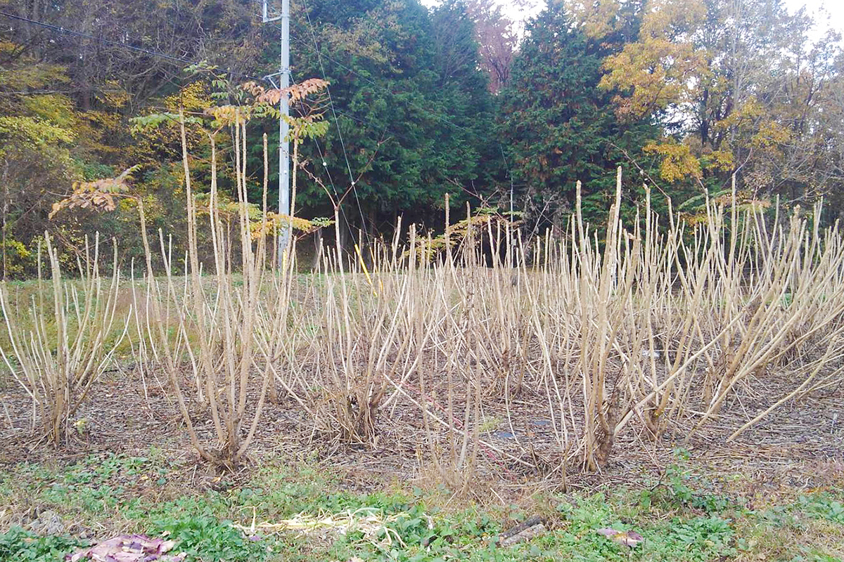 すべて葉が落ちました