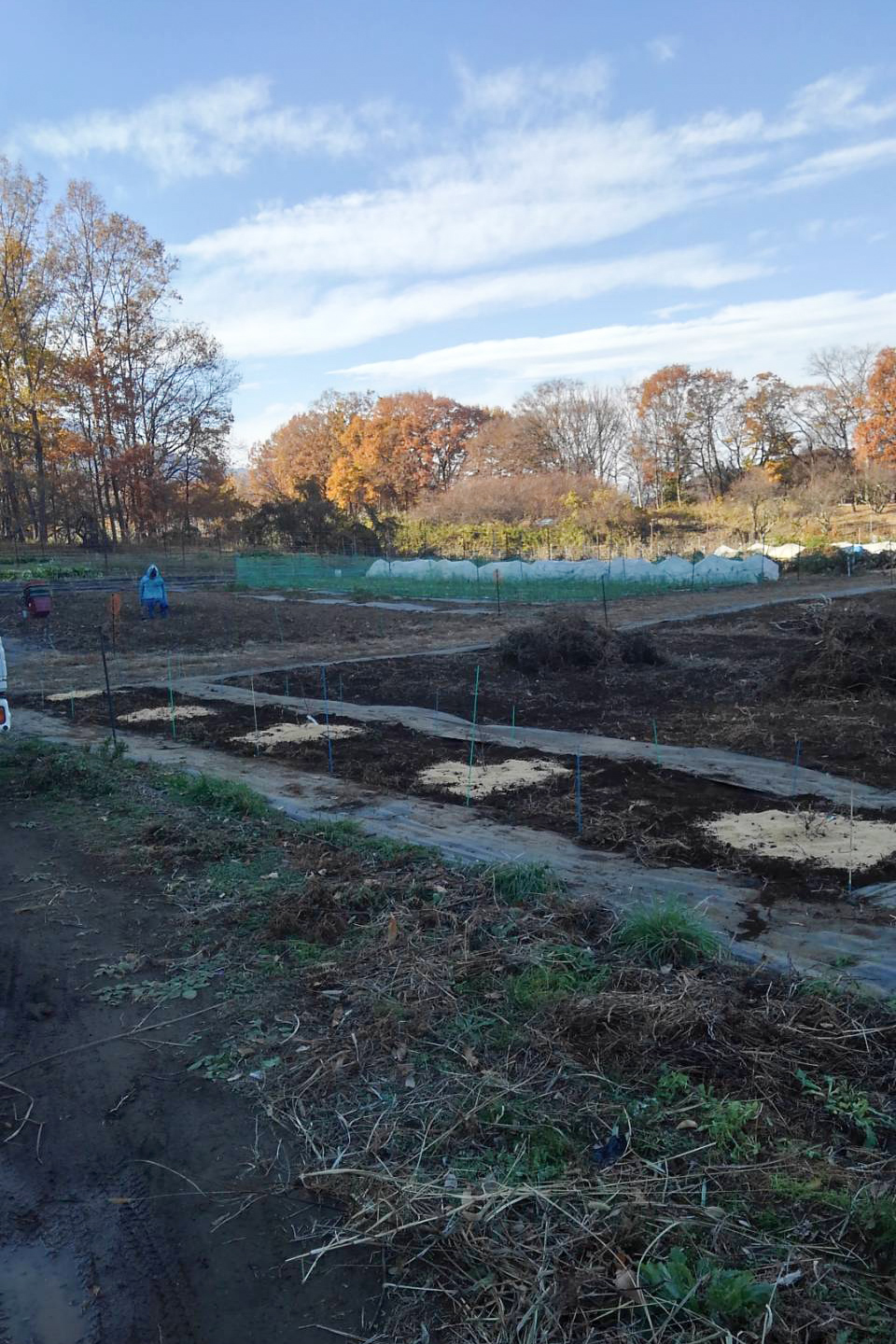 ブルーベリー植えました。