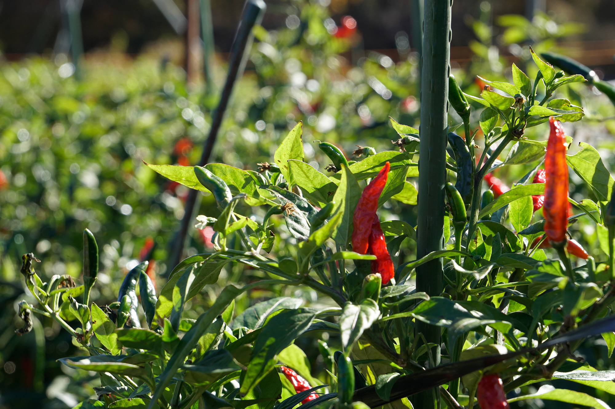 自慢の唐辛子です