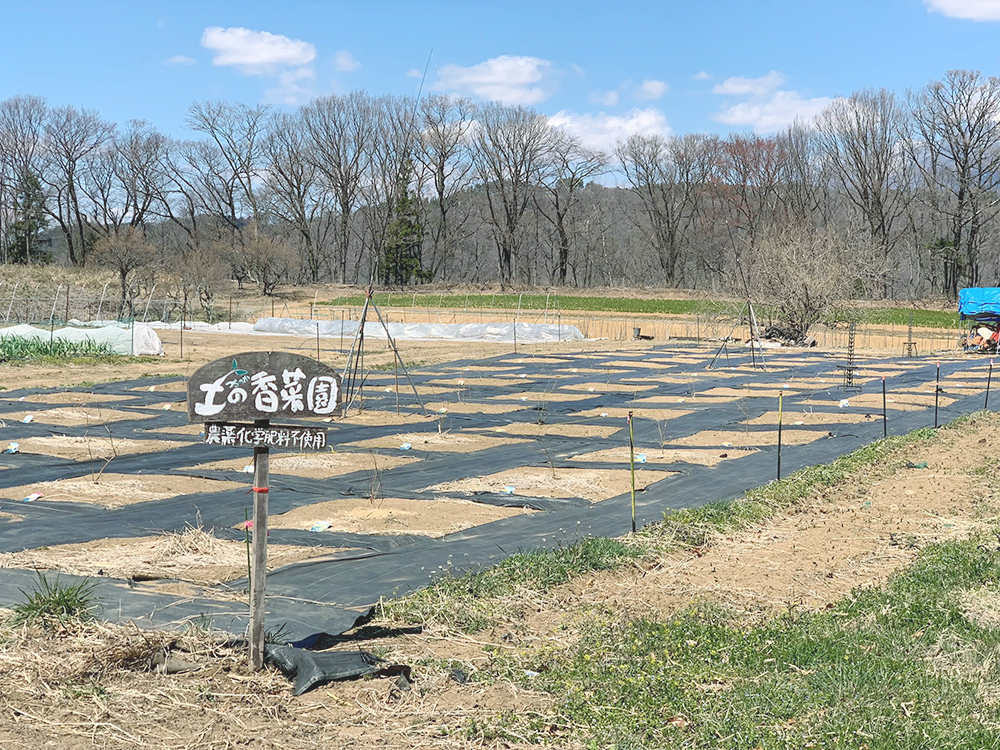 春らしい季節に