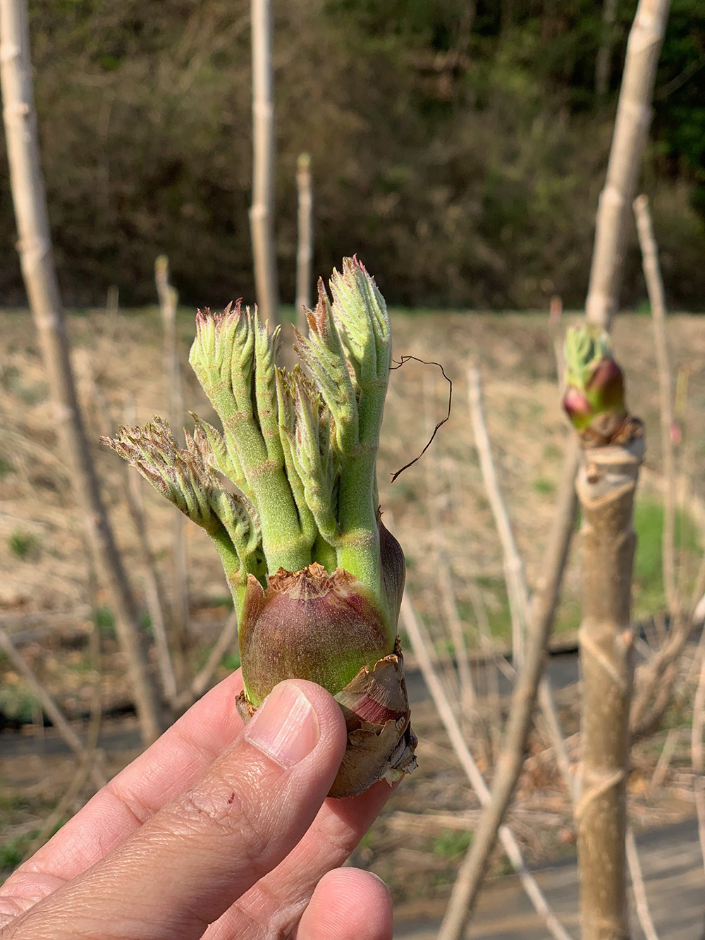 土の香菜園のたらの芽